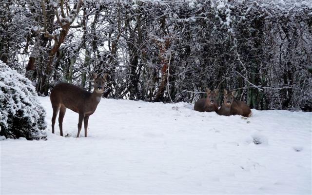 Deer in Snow